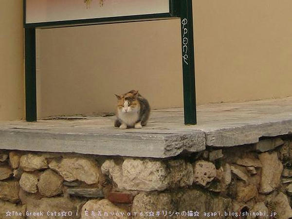 ☆The Greek Cats☆Οι Ελληνόγατες☆ギリシャの猫☆agapi.blog.shinobi.jp