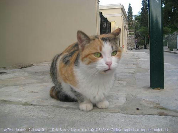 ☆The Greek Cats☆Οι Ελληνόγατες☆ギリシャの猫☆agapi.blog.shinobi.jp