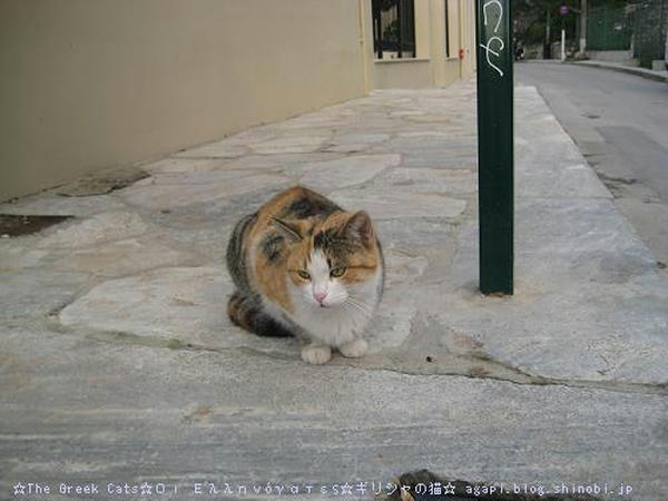☆The Greek Cats☆Οι Ελληνόγατες☆ギリシャの猫☆agapi.blog.shinobi.jp