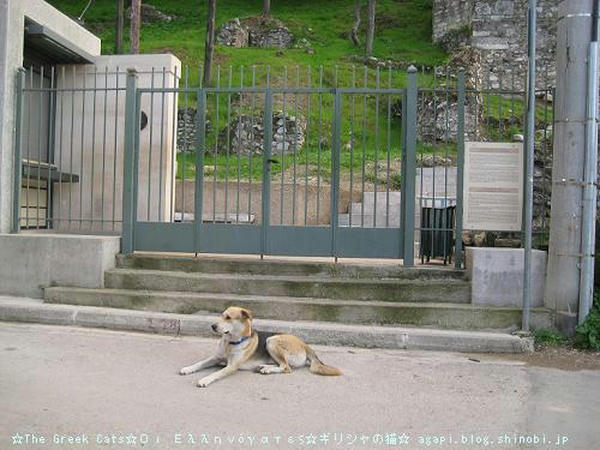 ☆The Greek Cats☆Οι Ελληνόγατες☆ギリシャの猫☆agapi.blog.shinobi.jp