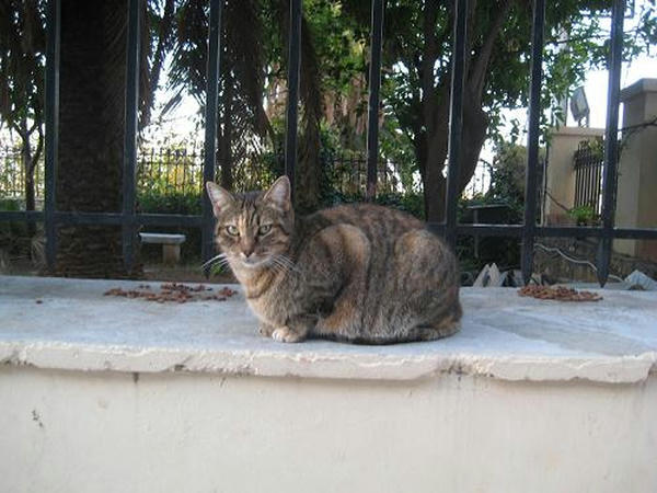 ☆The Greek Cats☆Οι Ελληνόγατες☆ギリシャの猫☆ 写真無断転用転載禁止agapi.blog.shinobi.jp