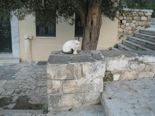 ☆The Greek Cats☆Οι Ελληνόγατες☆ギリシャの猫☆agapi.blog.shinobi.jp写真無断転用掲載禁止