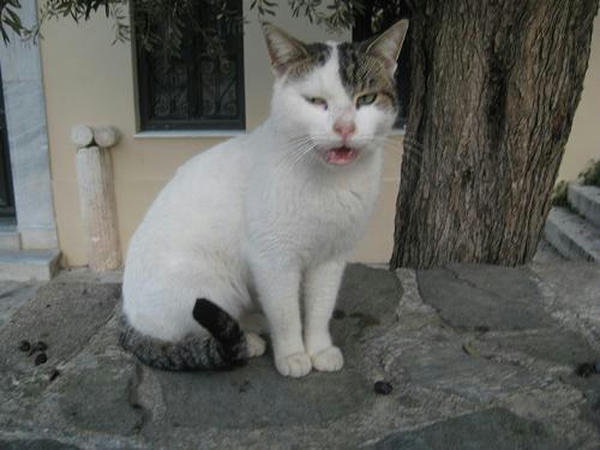 ☆The Greek Cats☆Οι Ελληνόγατες☆ギリシャの猫☆agapi.blog.shinobi.jp写真無断転用掲載禁止<br />