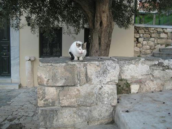 ☆The Greek Cats☆Οι Ελληνόγατες☆ギリシャの猫☆agapi.blog.shinobi.jp写真無断転用掲載禁止<br />