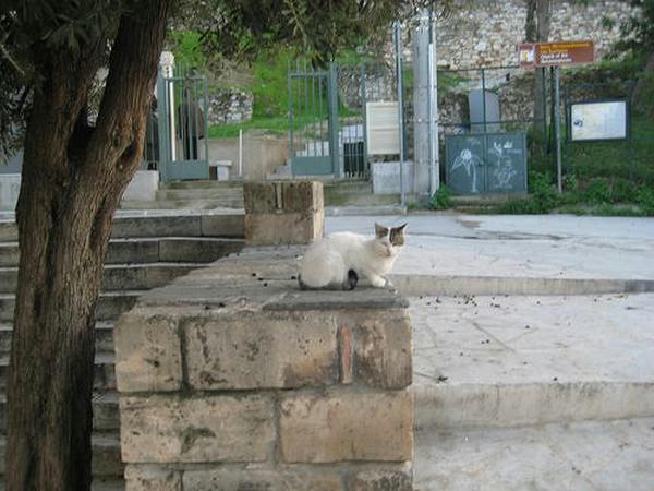 ☆The Greek Cats☆Οι Ελληνόγατες☆ギリシャの猫☆agapi.blog.shinobi.jp写真無断転用掲載禁止