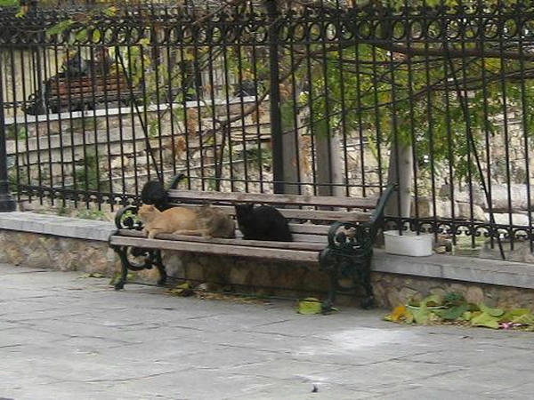 ☆The Greek Cats☆Οι Ελληνόγατες☆ギリシャの猫☆agapi.blog.shinobi.jp写真無断転用掲載禁止
