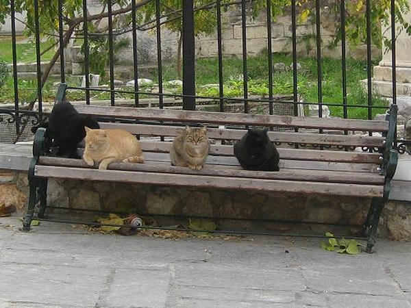 ☆The Greek Cats☆Οι Ελληνόγατες☆ギリシャの猫☆agapi.blog.shinobi.jp写真無断転用掲載禁止