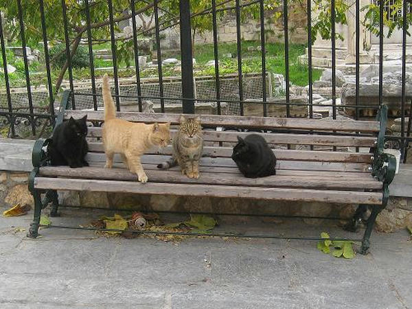 ☆The Greek Cats☆Οι Ελληνόγατες☆ギリシャの猫☆agapi.blog.shinobi.jp写真無断転用掲載禁止