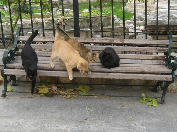 ☆The Greek Cats☆Οι Ελληνόγατες☆ギリシャの猫☆agapi.blog.shinobi.jp写真無断転用掲載禁止