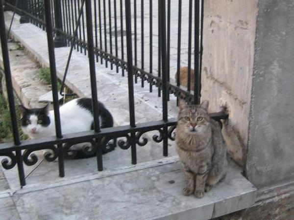 ☆The Greek Cats☆Οι Ελληνόγατες☆ギリシャの猫☆agapi.blog.shinobi.jp写真無断転用掲載禁止