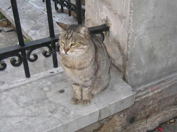 ☆The Greek Cats☆Οι Ελληνόγατες☆ギリシャの猫☆agapi.blog.shinobi.jp写真無断転用掲載禁止