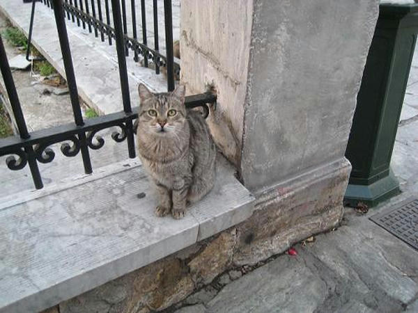 ☆The Greek Cats☆Οι Ελληνόγατες☆ギリシャの猫☆agapi.blog.shinobi.jp写真無断転用掲載禁止
