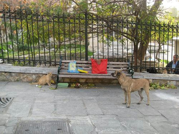 ☆The Greek Cats☆Οι Ελληνόγατες☆ギリシャの猫☆agapi.blog.shinobi.jp写真無断転用掲載禁止