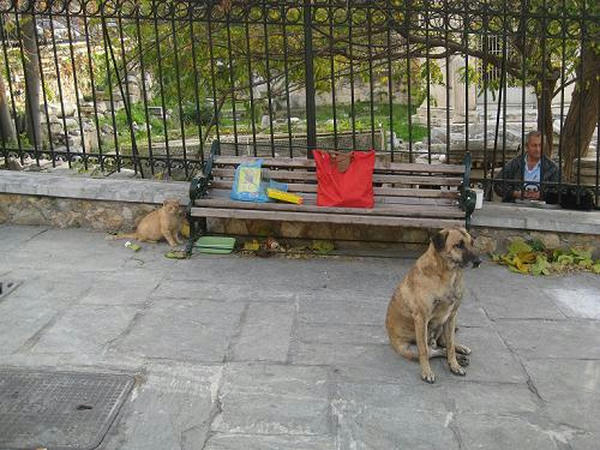 ☆The Greek Cats☆Οι Ελληνόγατες☆ギリシャの猫☆agapi.blog.shinobi.jp写真無断転用掲載禁止