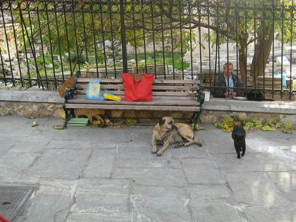 ☆The Greek Cats☆Οι Ελληνόγατες☆ギリシャの猫☆agapi.blog.shinobi.jp写真無断転用掲載禁止