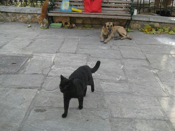 ☆The Greek Cats☆Οι Ελληνόγατες☆ギリシャの猫☆agapi.blog.shinobi.jp写真無断転用掲載禁止