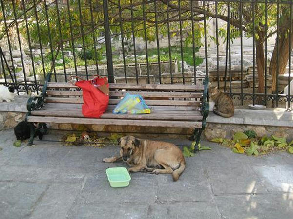 ☆The Greek Cats☆Οι Ελληνόγατες☆ギリシャの猫☆agapi.blog.shinobi.jp写真無断転用掲載禁止