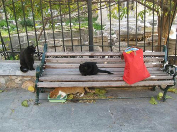 ☆The Greek Cats☆Οι Ελληνόγατες☆ギリシャの猫☆agapi.blog.shinobi.jp写真無断転用掲載禁止