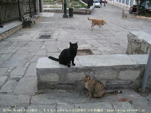 Copyright(c)2004~2008 Agapyon　All Rights Reservedテレビ・ラジオ・雑誌・新聞・社内報などへの、写真無断転用掲載禁止しております。