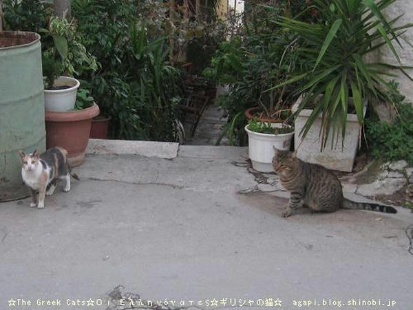 Copyright(c)2004~2008 Agapyon　All Rights Reserved写真無断転用転載禁止