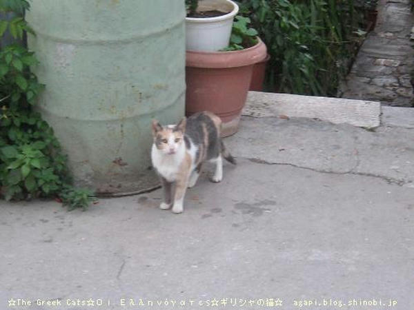Copyright(c)2004~2008 Agapyon　All Rights Reserved写真無断転用転載禁止