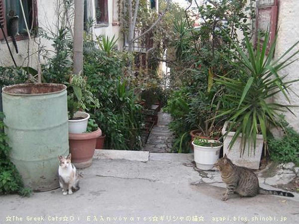 Copyright(c)2004~2008 Agapyon　All Rights Reserved写真無断転用転載禁止