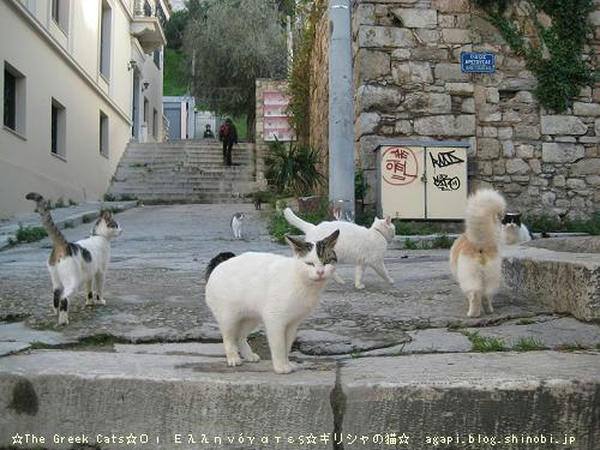 Copyright(c)2004~2008 Agapyon　All Rights Reserved写真無断転用掲載禁止
