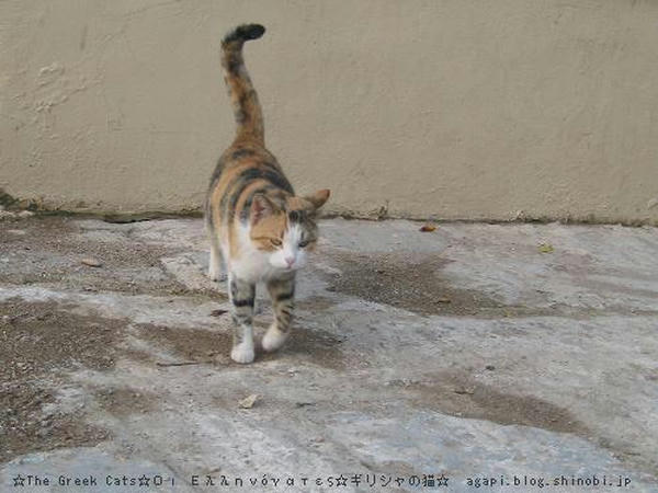 Copyright(c)2004~2008 Agapyon　All Rights Reserved写真無断転用掲載禁止