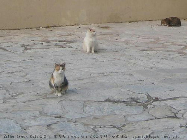 Copyright(c)2004~2008 Agapyon　All Rights Reserved写真無断転用掲載禁止