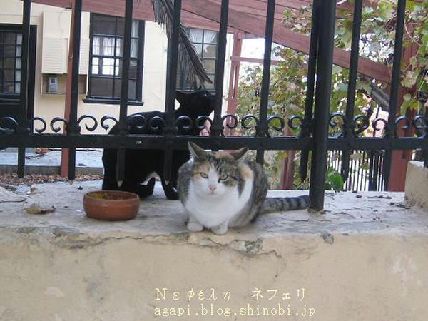  Copyright(c)2004~2009Agapyon　All Rights Reserved写真無断転用掲載禁止 <br />