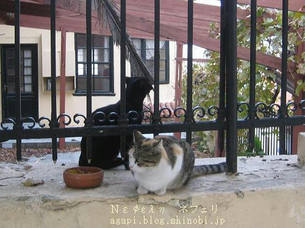  Copyright(c)2004~2009Agapyon　All Rights Reserved写真無断転用掲載禁止 <br />