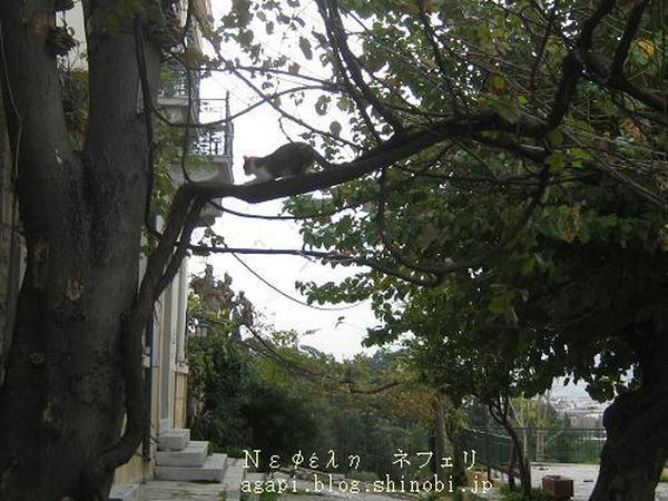  Copyright(c)2004~2009Agapyon　All Rights Reserved写真無断転用掲載禁止 <br />