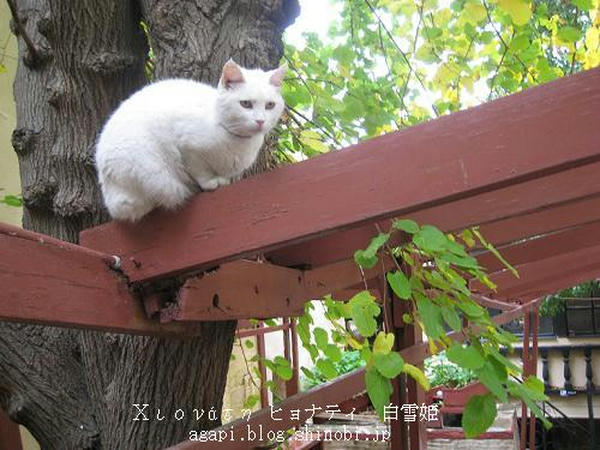 Copyright(c)2004~2009Agapyon　All Rights Reserved写真無断転用掲載禁止
