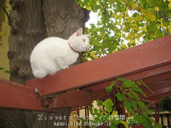 Copyright(c)2004~2009Agapyon　All Rights Reserved写真無断転用掲載禁止