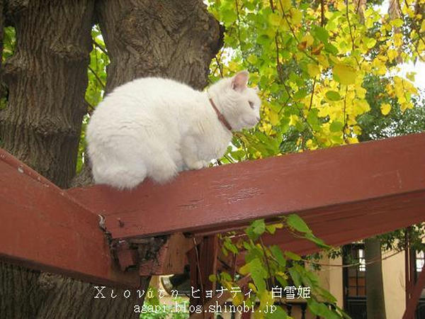 Copyright(c)2004~2009Agapyon　All Rights Reserved写真無断転用掲載禁止