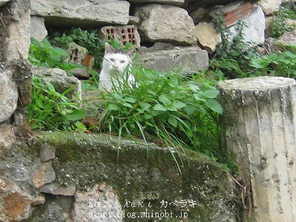 Copyright(c)2004~2008 Agapyon　All Rights Reserved写真無断転用転載禁止