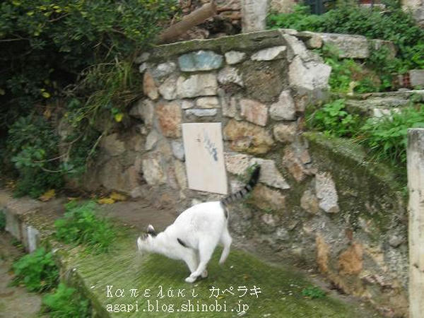 Copyright(c)2004~2008 Agapyon　All Rights Reserved写真無断転用転載禁止