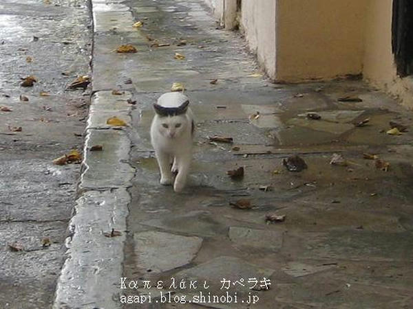 Copyright(c)2004~2008 Agapyon　All Rights Reserved写真無断転用転載禁止