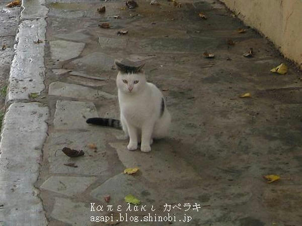Copyright(c)2004~2008 Agapyon　All Rights Reserved写真無断転用転載禁止