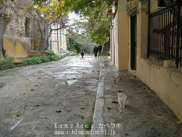 Copyright(c)2004~2008 Agapyon　All Rights Reserved写真無断転用転載禁止