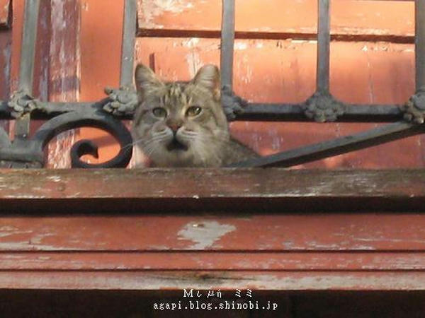 写真無断転用掲載禁止 Copyright(c)2004~2008 Agapyon　All Rights Reserved 
