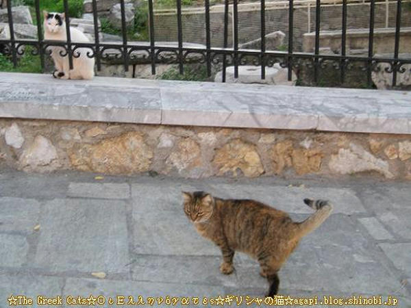 Copyright(c)2004~2009Agapyon　All Rights Reserved写真無断転用掲載禁止