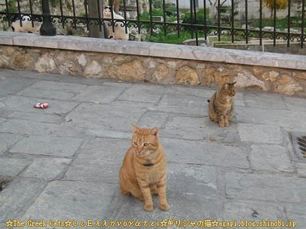 Copyright(c)2004~2009Agapyon　All Rights Reserved写真無断転用掲載禁止