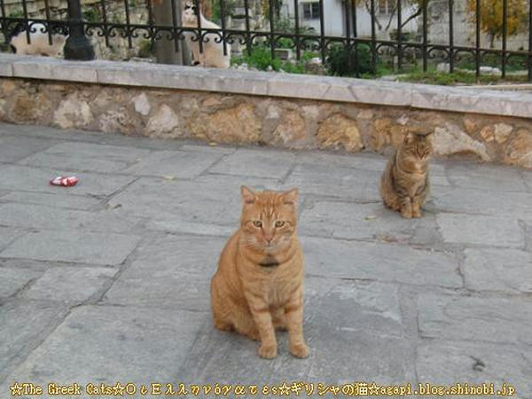 Copyright(c)2004~2009Agapyon　All Rights Reserved写真無断転用掲載禁止