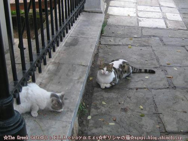 Copyright(c)2004~2008 Agapyon　All Rights Reserved写真無断転用転載禁止