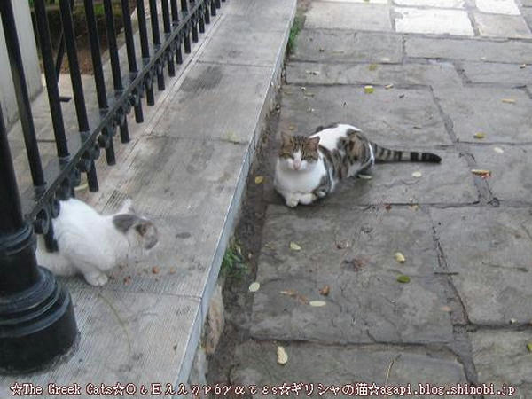 Copyright(c)2004~2008 Agapyon　All Rights Reserved写真無断転用転載禁止
