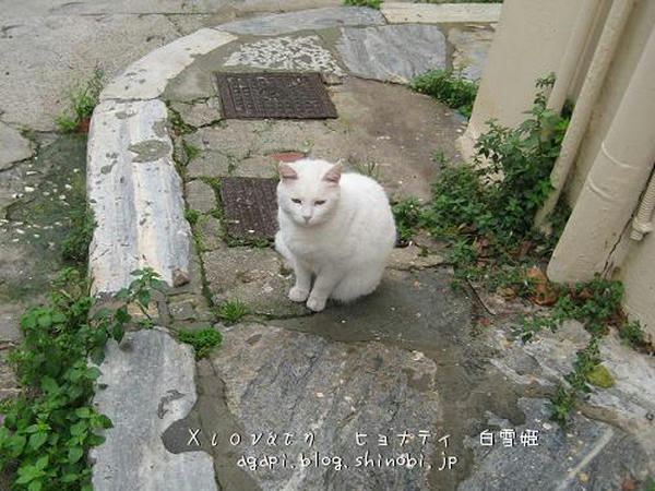 写真無断転用掲載禁止 Copyright(c)2004~2008 Agapyon　All Rights Reserved