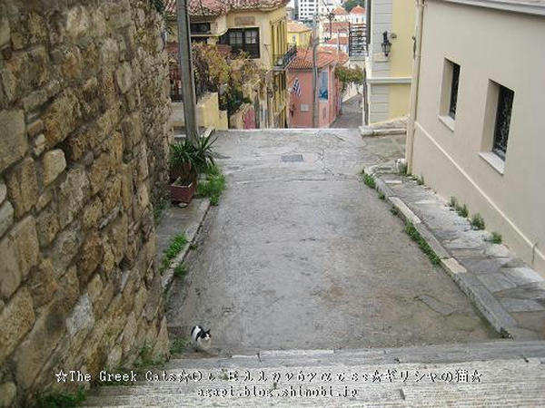 写真無断転用掲載禁止 Copyright(c)2004~2008 Agapyon　All Rights Reserved