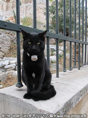 ディオニュソス劇場にいた黒猫とキジ猫 ギリシャの猫 The Greek Cats Oi Ellhnogates