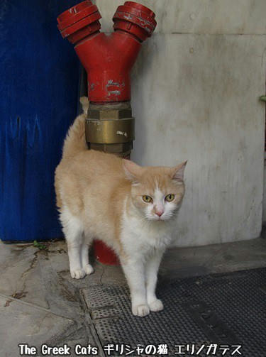 絨毯屋の猫の散歩 ギリシャの猫 The Greek Cats Oi Ellhnogates